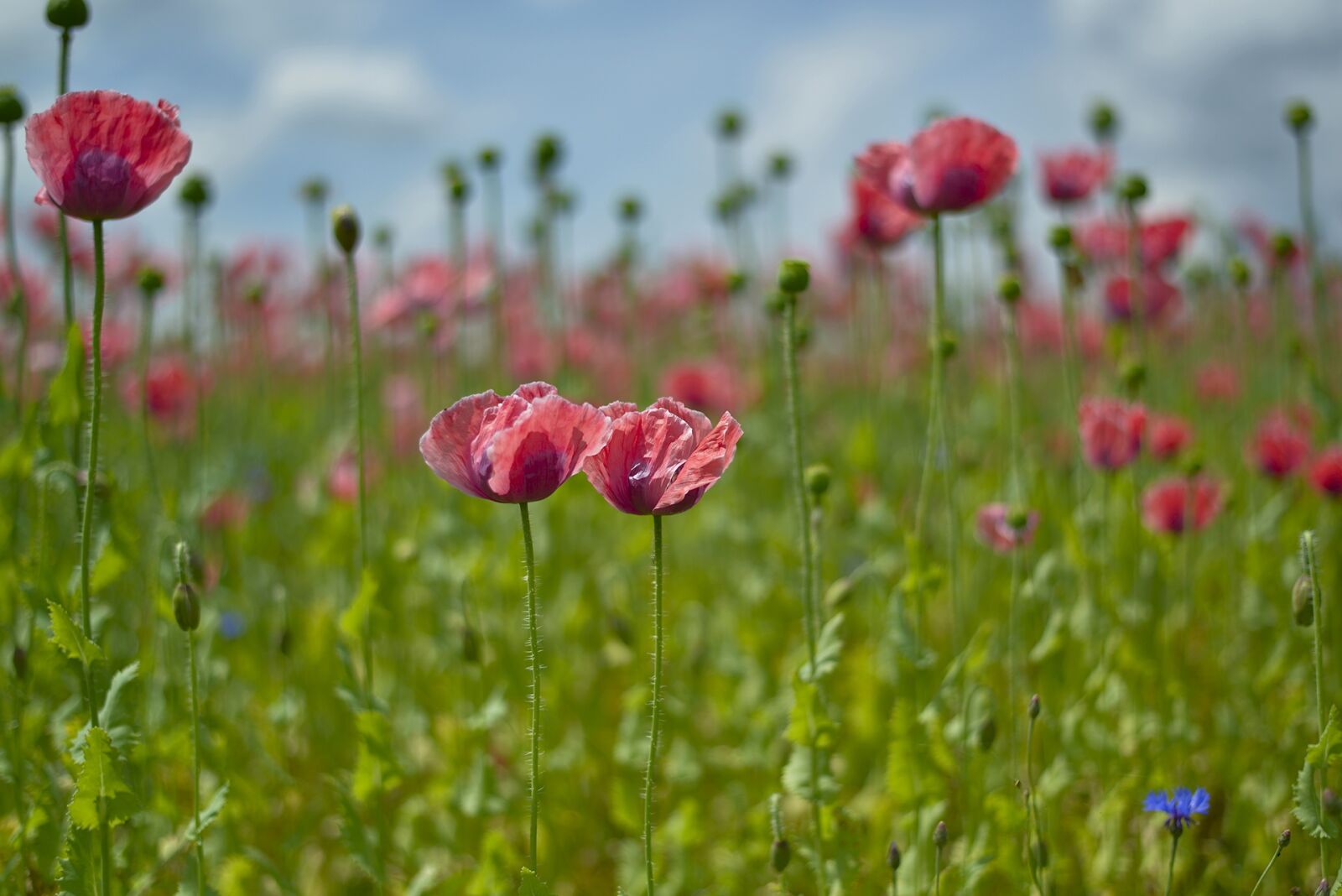 Nikon D800 sample photo. Poppy, field, mohngewaechs photography