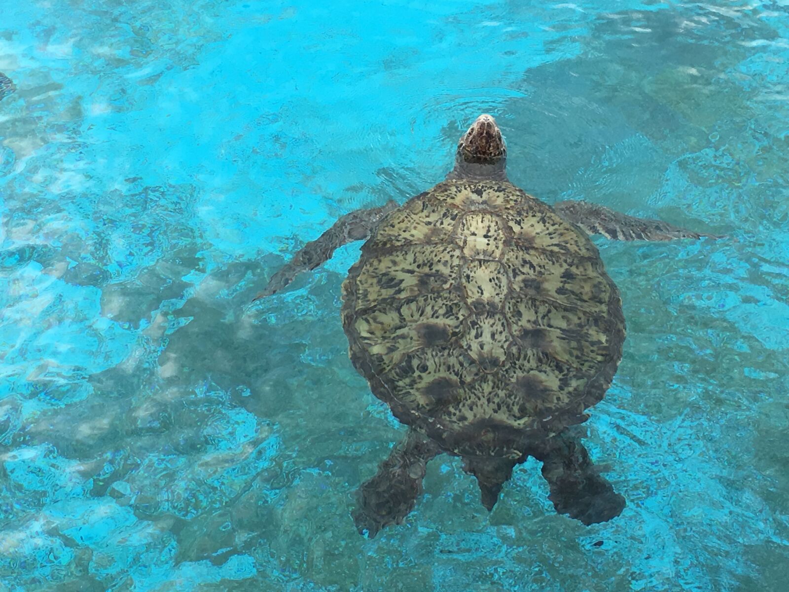 Apple iPhone 6s Plus sample photo. Turtles, aquaria, sea animals photography