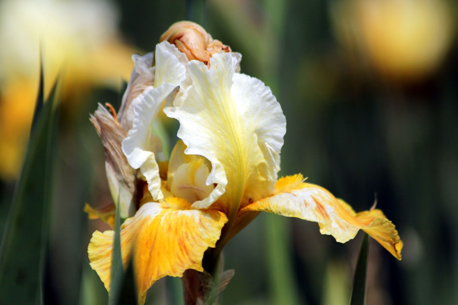 Canon EOS 650D (EOS Rebel T4i / EOS Kiss X6i) sample photo. Iris, flower, spring flower photography