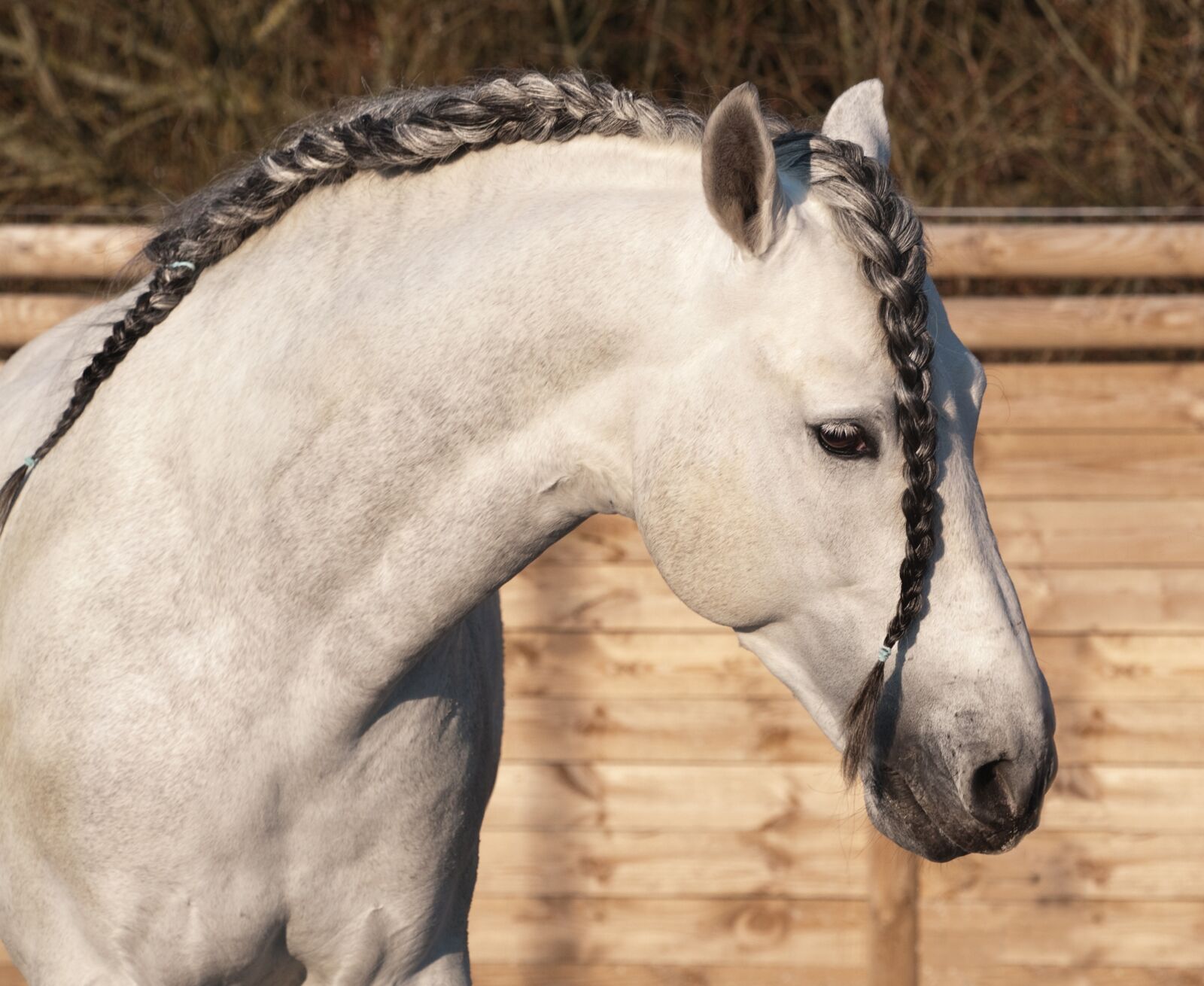 Nikon D300 sample photo. Horse, plait, mane photography