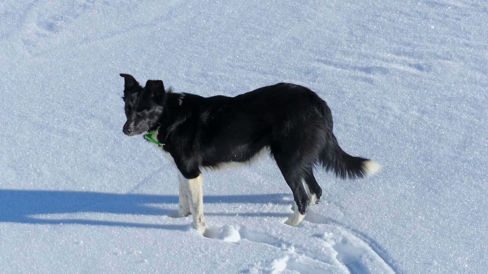 Panasonic Lumix DMC-FZ200 sample photo. Domestic animal, dog, collie photography