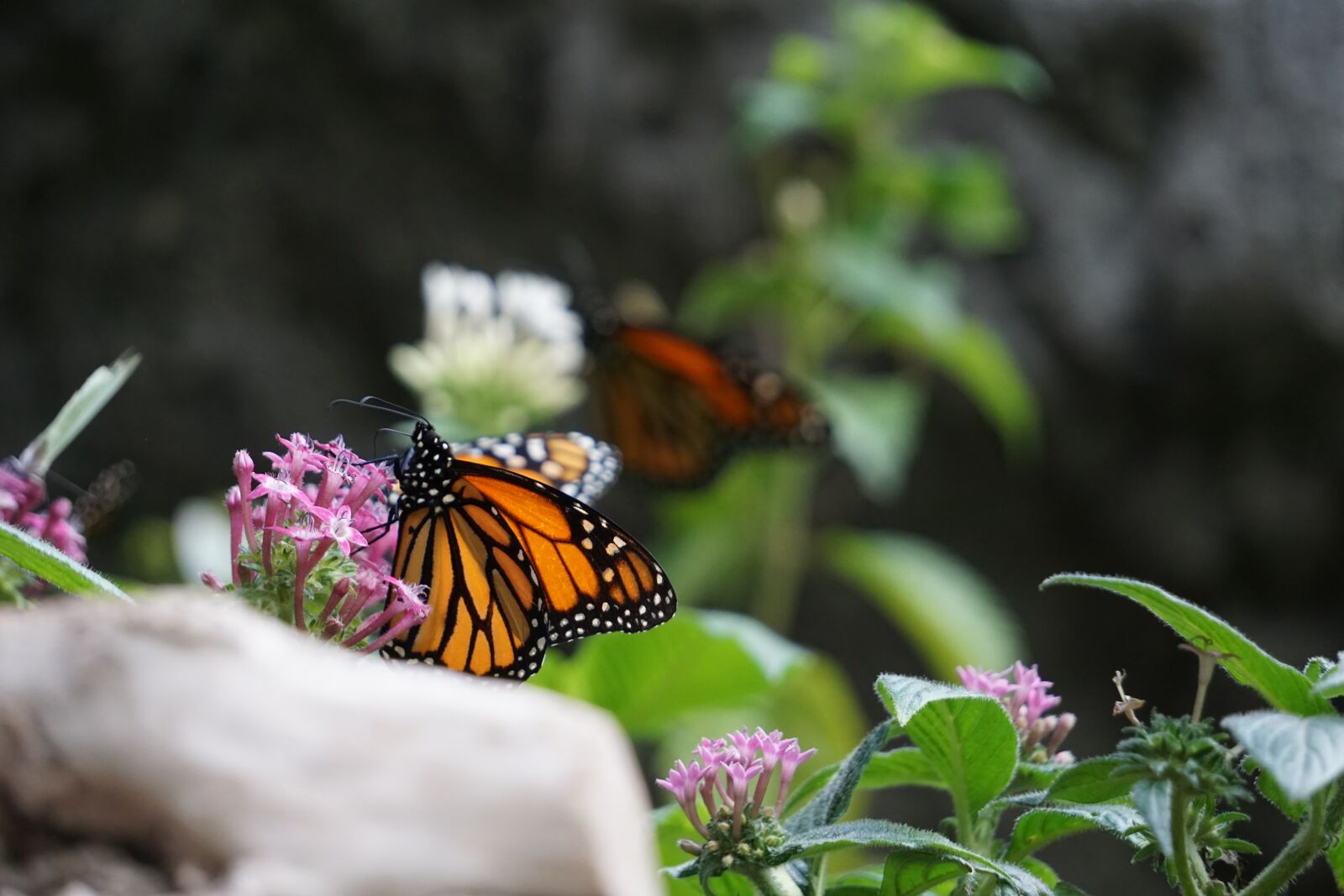 Sony a5100 sample photo. Monarch butterfly, animals, zoo photography