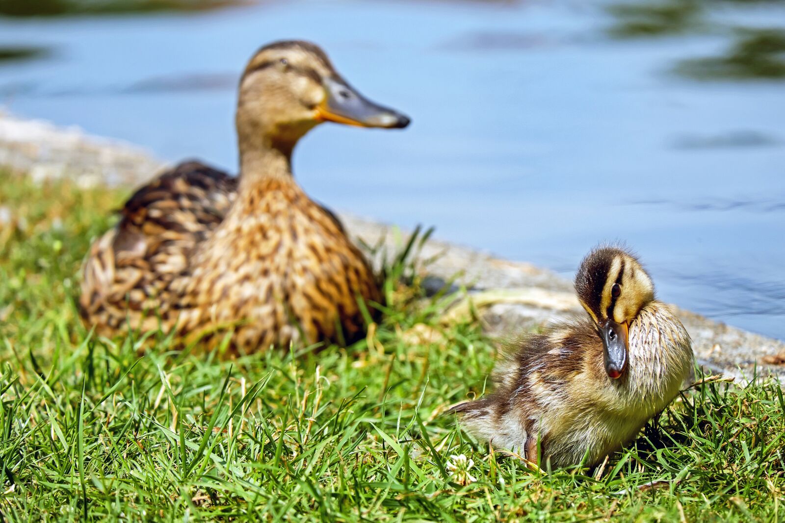 Fujifilm X-T10 + Fujifilm XC 50-230mm F4.5-6.7 OIS sample photo. Duck, chicks, animal photography