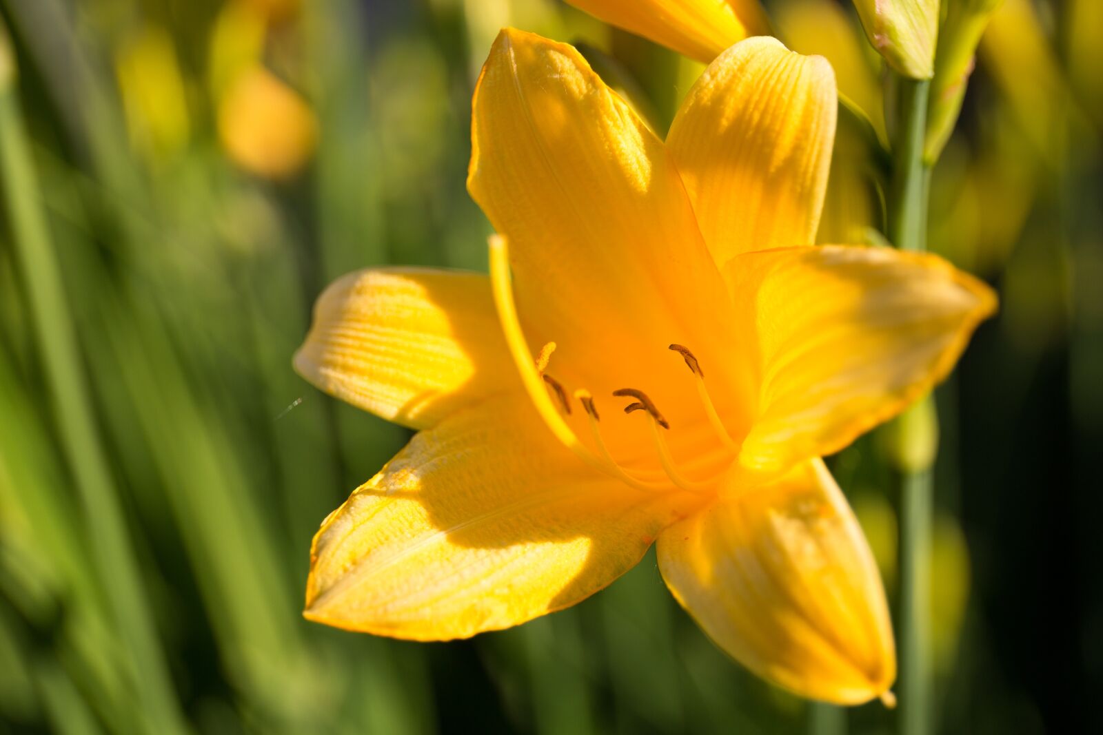 Canon EF 24-70mm F4L IS USM sample photo. Summer, flowers, summer flowers photography