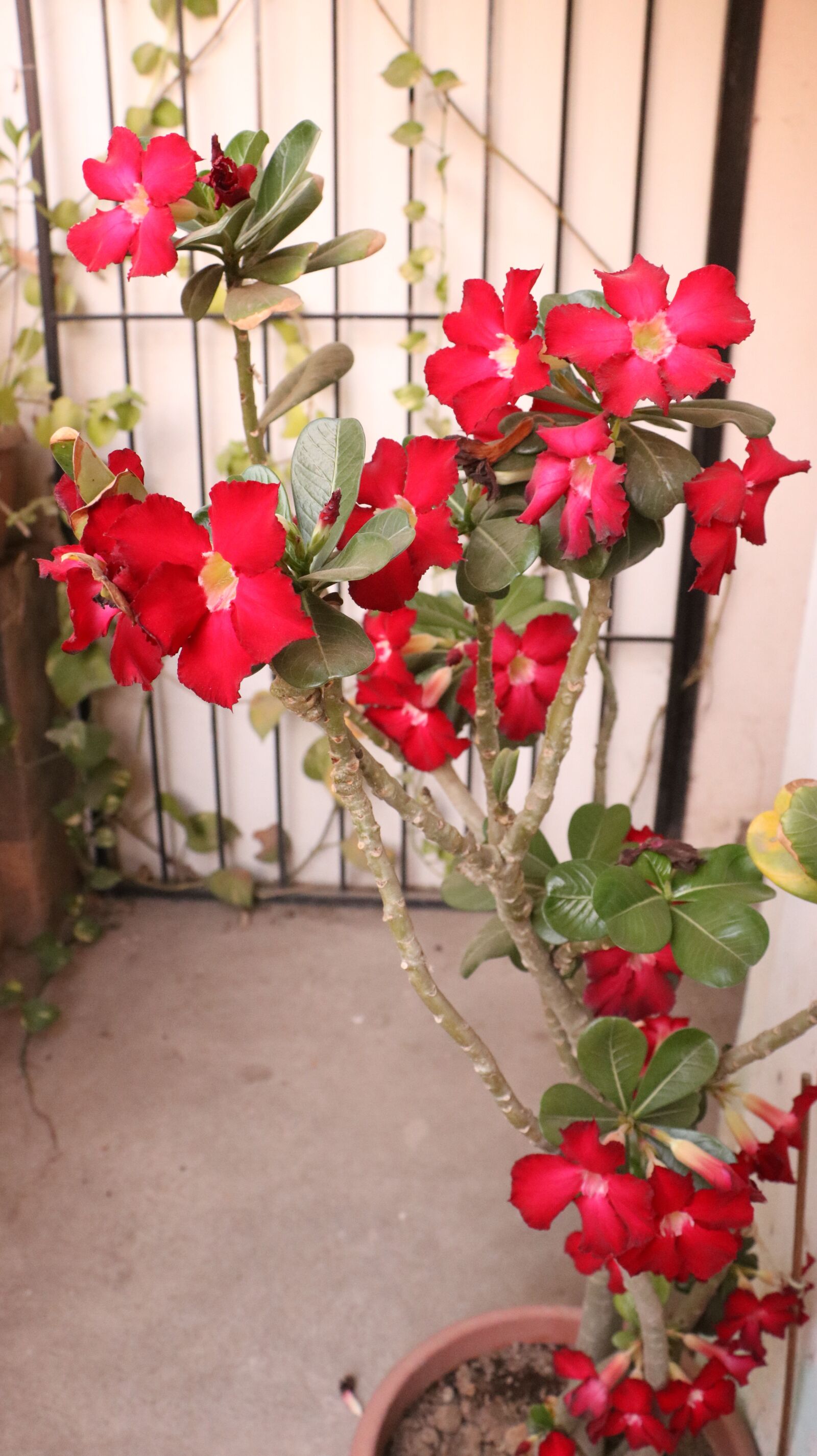 Canon EOS 750D (EOS Rebel T6i / EOS Kiss X8i) sample photo. Flowers, garden, plant photography