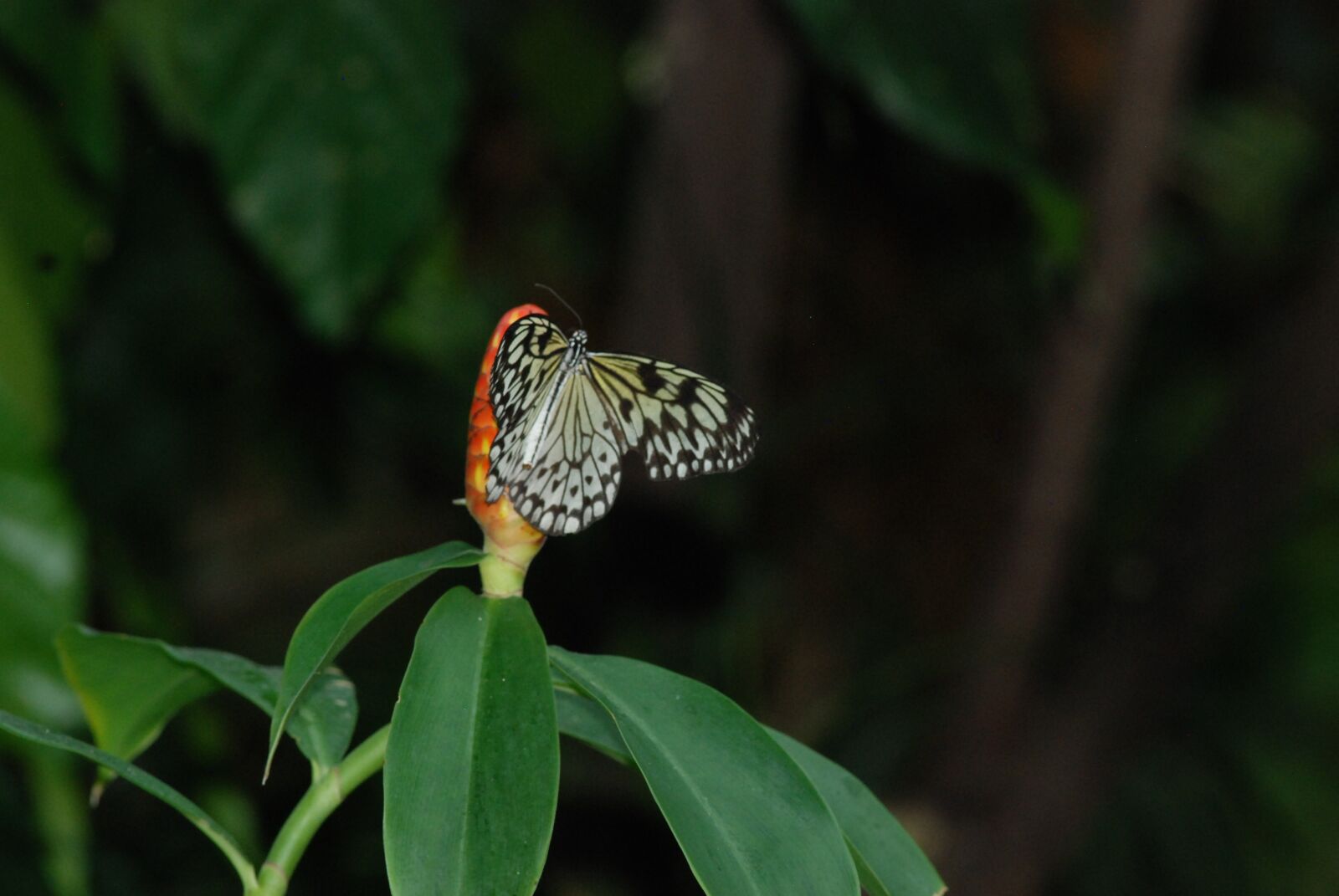 Nikon D80 sample photo. Butterfly, withe, black photography