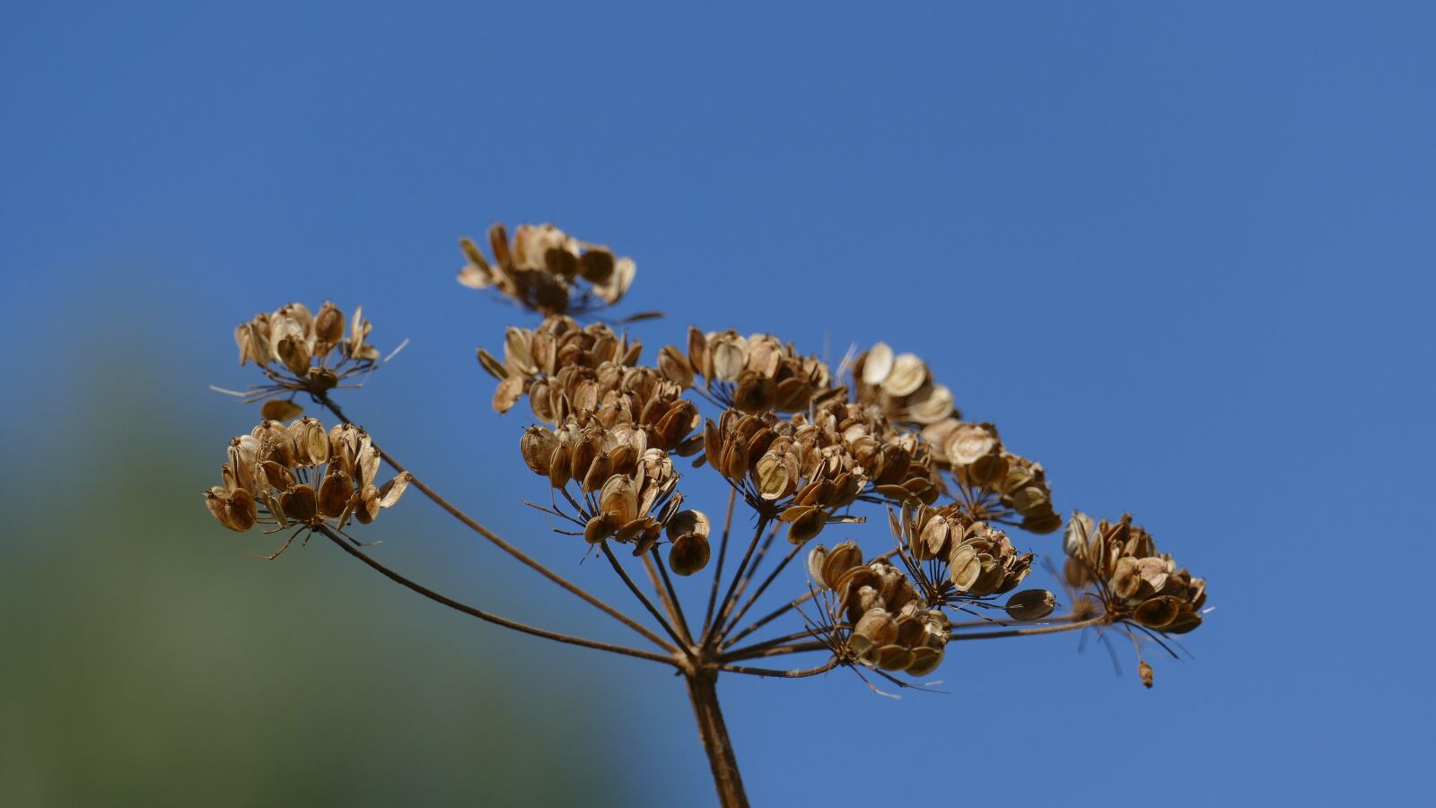 Leica V-Lux (Typ 114) sample photo. Trockenblume, late summer, sky photography