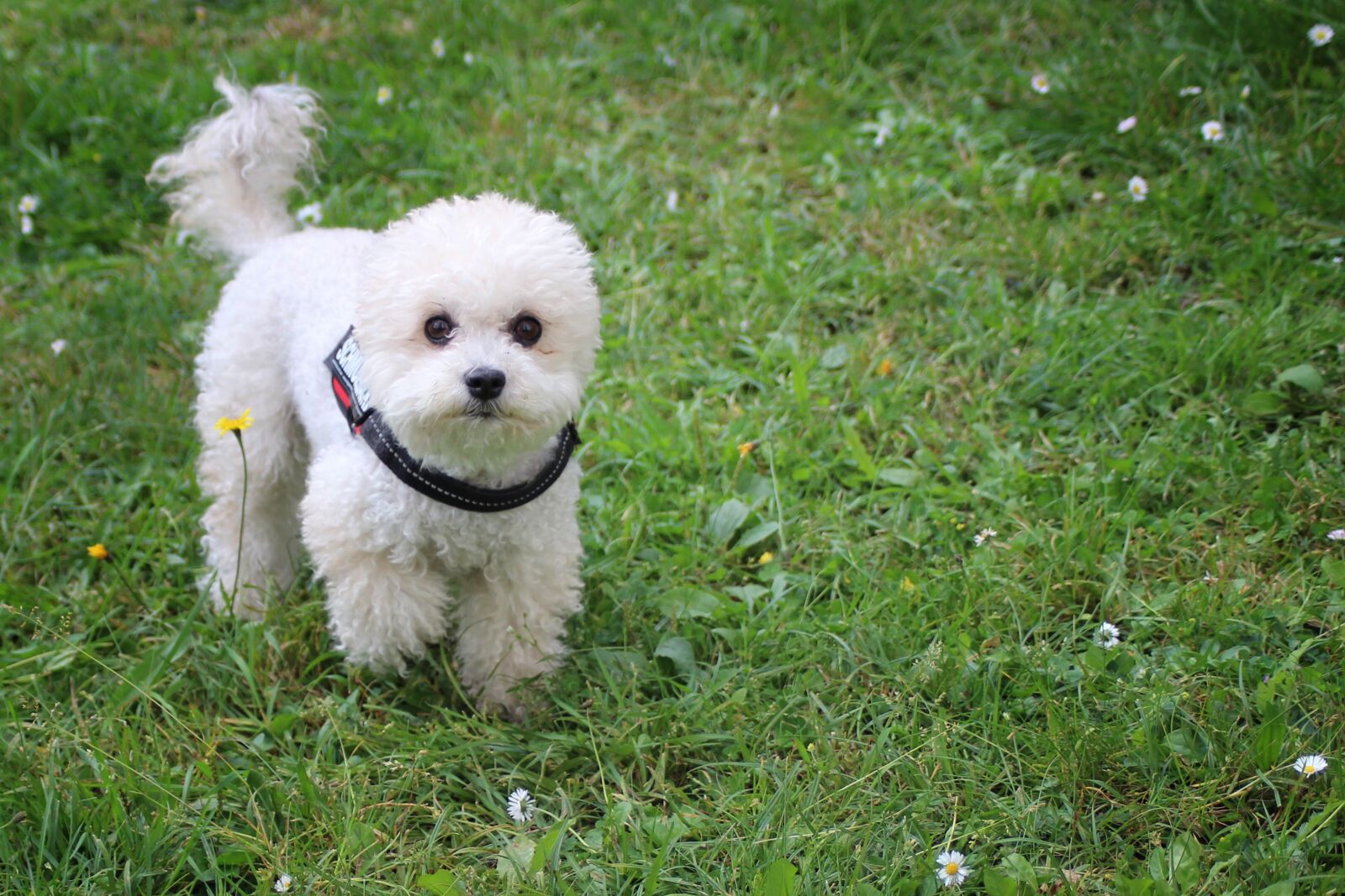 Canon EOS 600D (Rebel EOS T3i / EOS Kiss X5) sample photo. Dog, miniature poodle, poodle photography