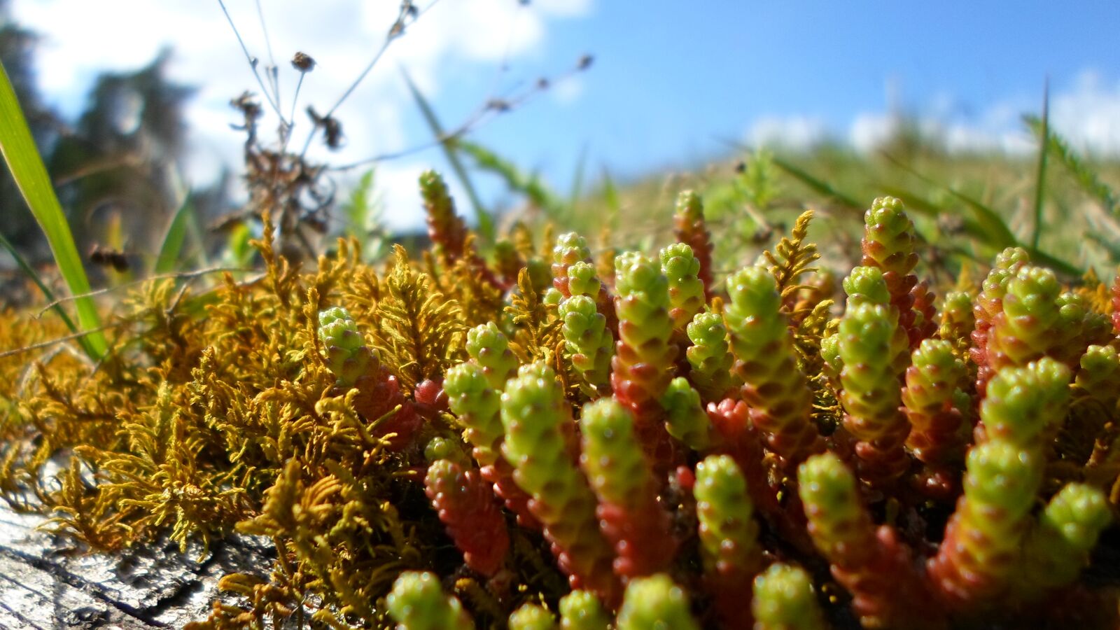 Samsung ST66 / ST68 sample photo. Moss, green, summer photography