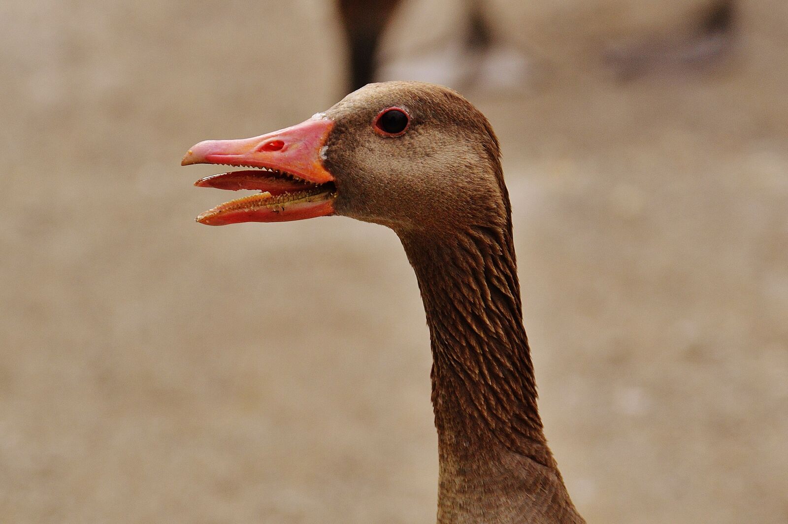 Nikon D3200 sample photo. Goose, hiss, bird photography