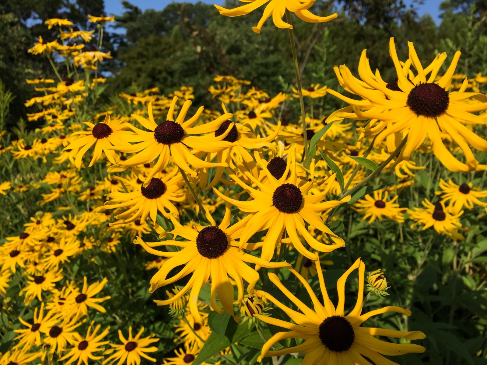Apple iPhone 6 sample photo. Yellow, flowers, garden photography