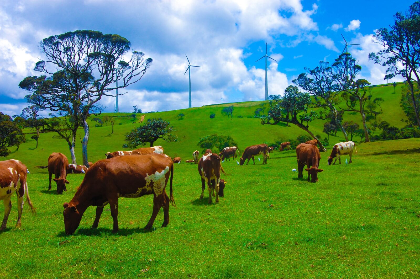 Nikon D40 sample photo. Cow, srilanka, animal photography