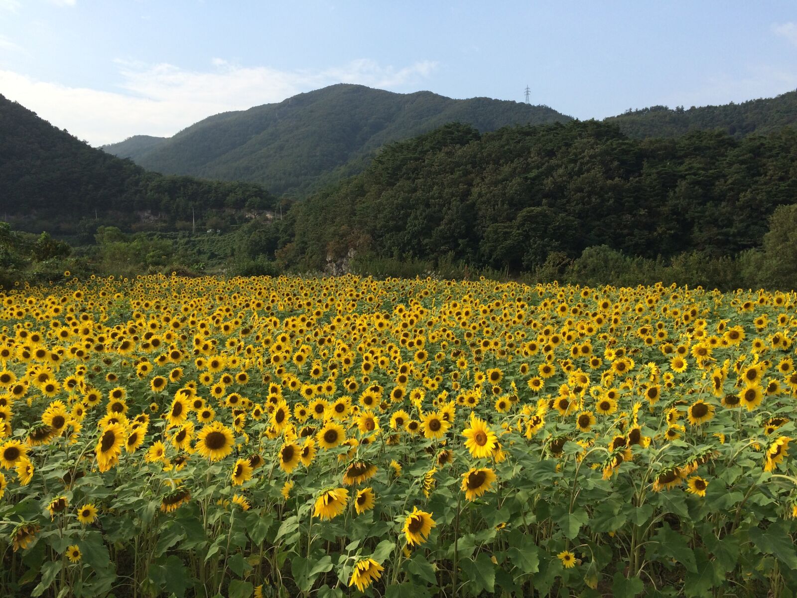 iPhone 5s back camera 4.15mm f/2.2 sample photo. Sunflower, flowers, nature photography