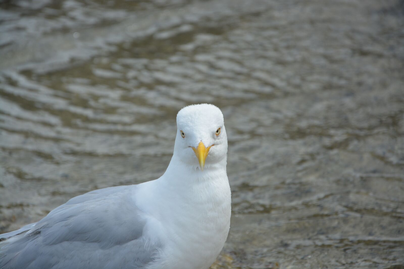 Nikon D5200 sample photo. Bird, head face, green photography
