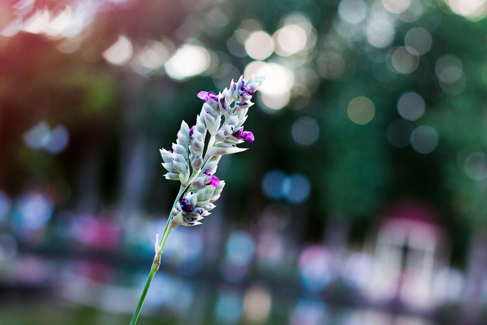 Canon EOS 600D (Rebel EOS T3i / EOS Kiss X5) + Canon EF 50mm F1.8 STM sample photo. Plant, lake, water photography