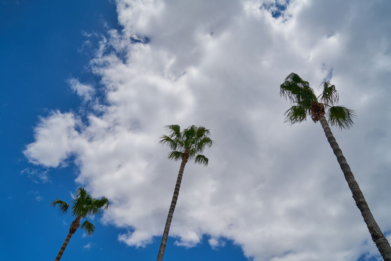 Sony a7R II sample photo. Palm, tree, nature photography