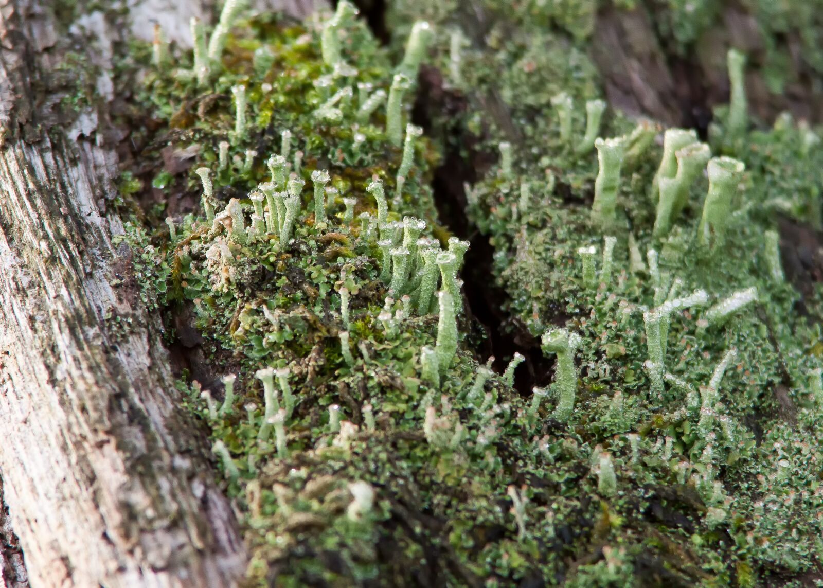 Canon EOS 50D sample photo. Lichen, moss, forest photography