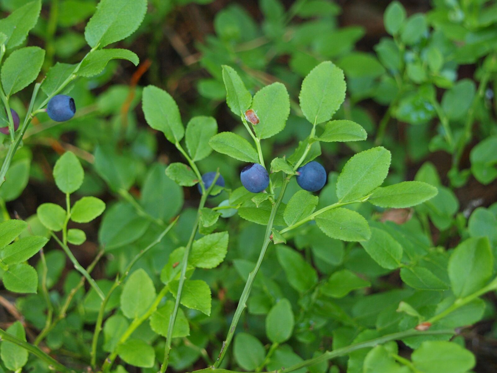 Olympus E-420 (EVOLT E-420) sample photo. Berries, forest, green photography