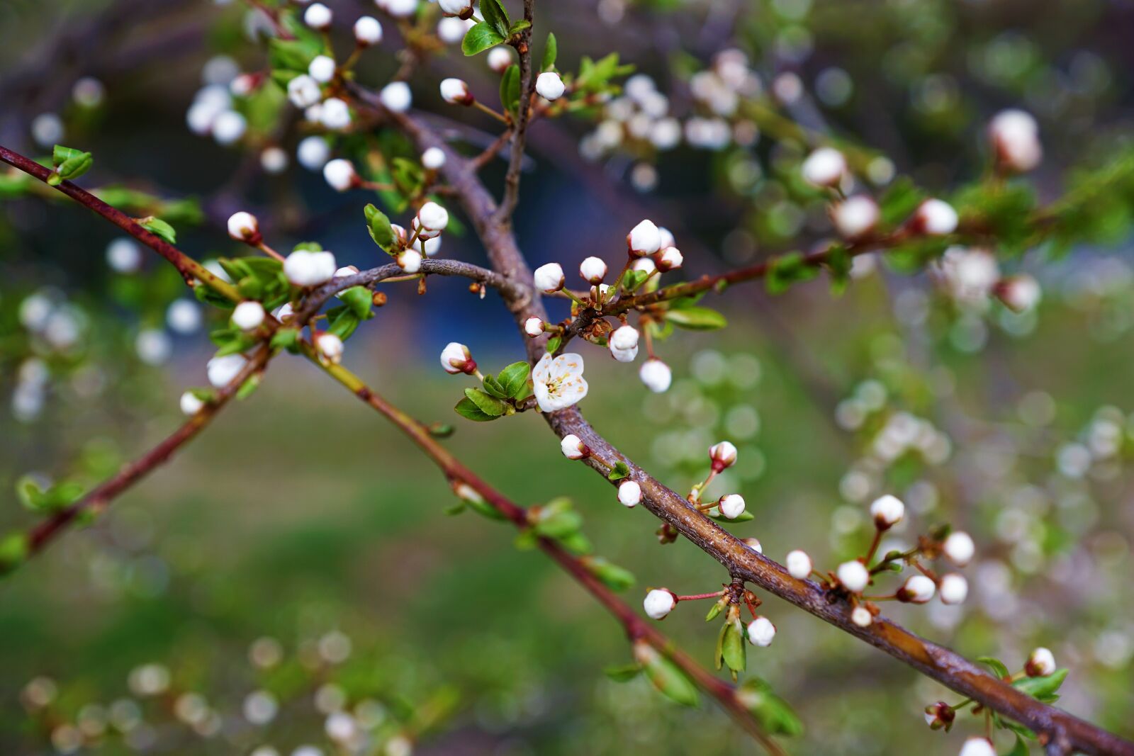 Sony ILCA-77M2 + Sony DT 16-50mm F2.8 SSM sample photo. Cherry bl tten, cherries photography