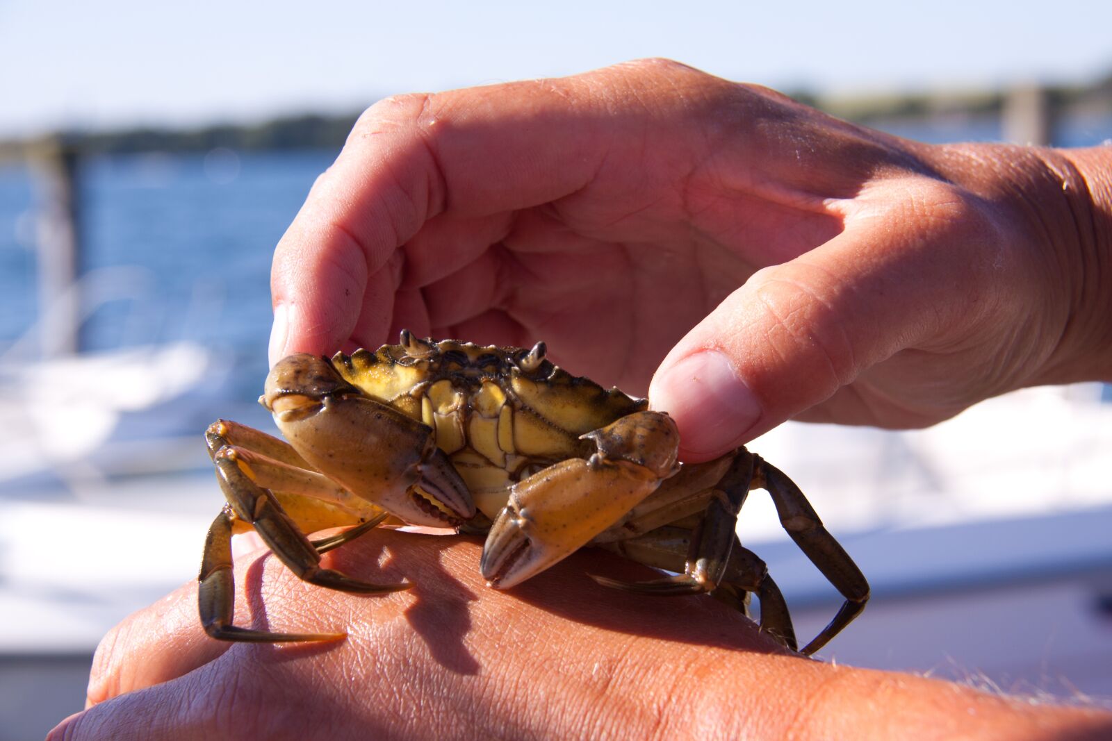 Canon EOS 50D + Canon EF-S 18-200mm F3.5-5.6 IS sample photo. Hands, crab, expensive photography
