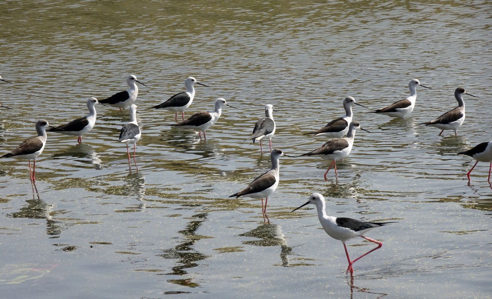 Sony Cyber-shot DSC-HX90V sample photo. Bird, black-winged stilt, flock photography
