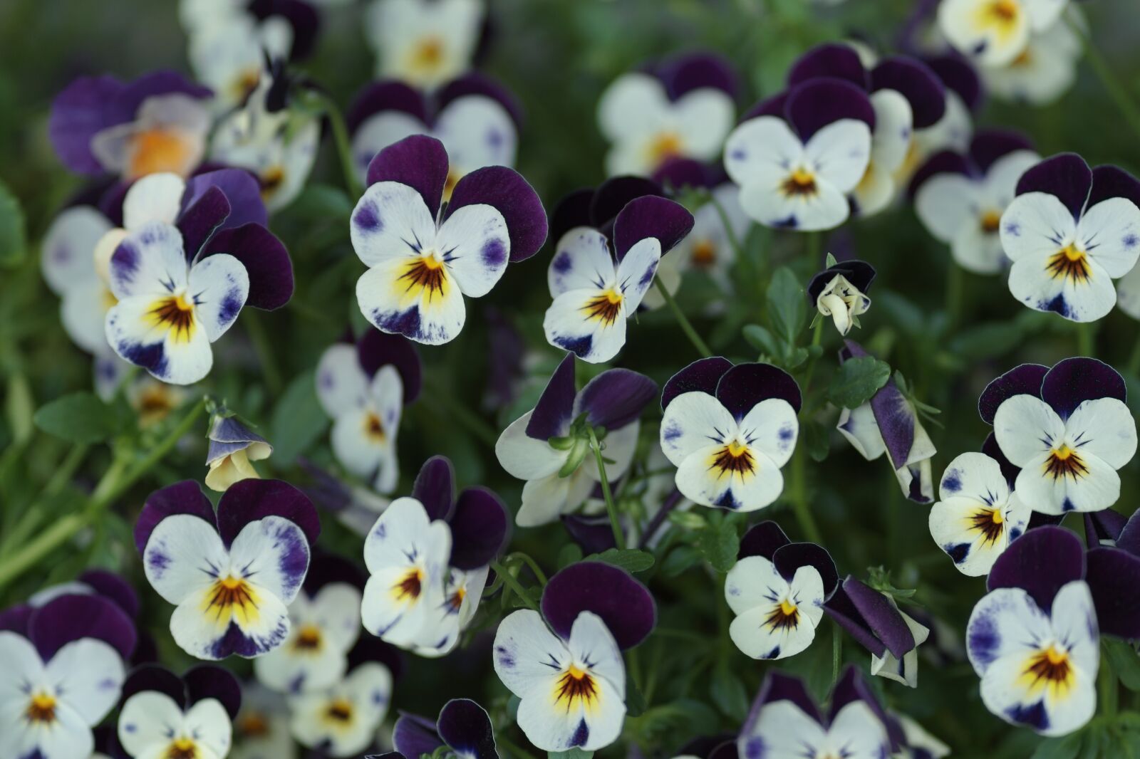 Sony a6500 sample photo. Pansies, flowers, pansy photography