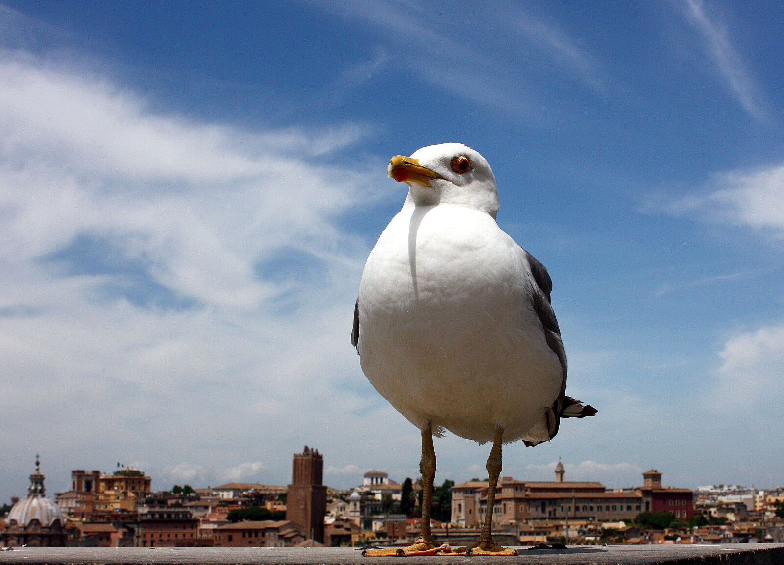 Canon EOS 450D (EOS Rebel XSi / EOS Kiss X2) sample photo. Seagull, rome, bird photography