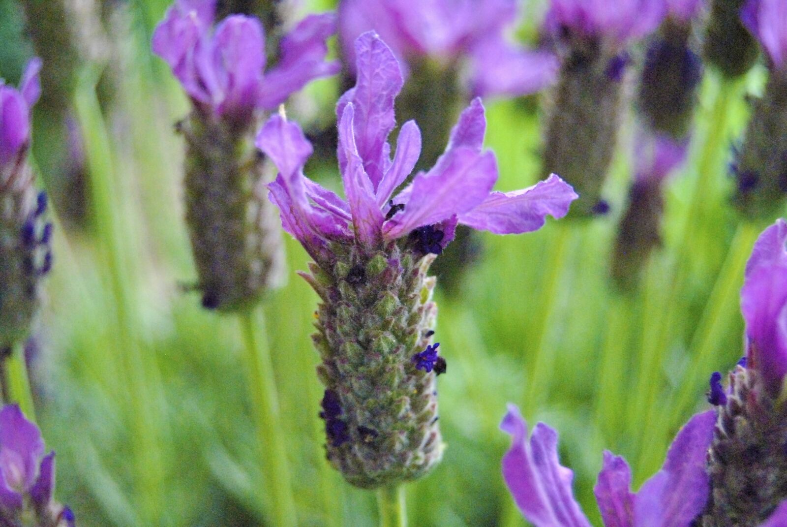 Nikon D3000 sample photo. Flower, purple, macro photography