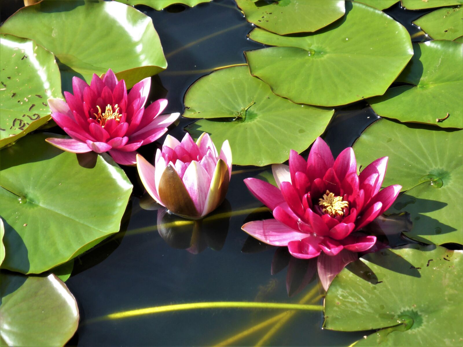Panasonic Lumix DMC-ZS30 (Lumix DMC-TZ40) sample photo. Water lily, lotus flower photography