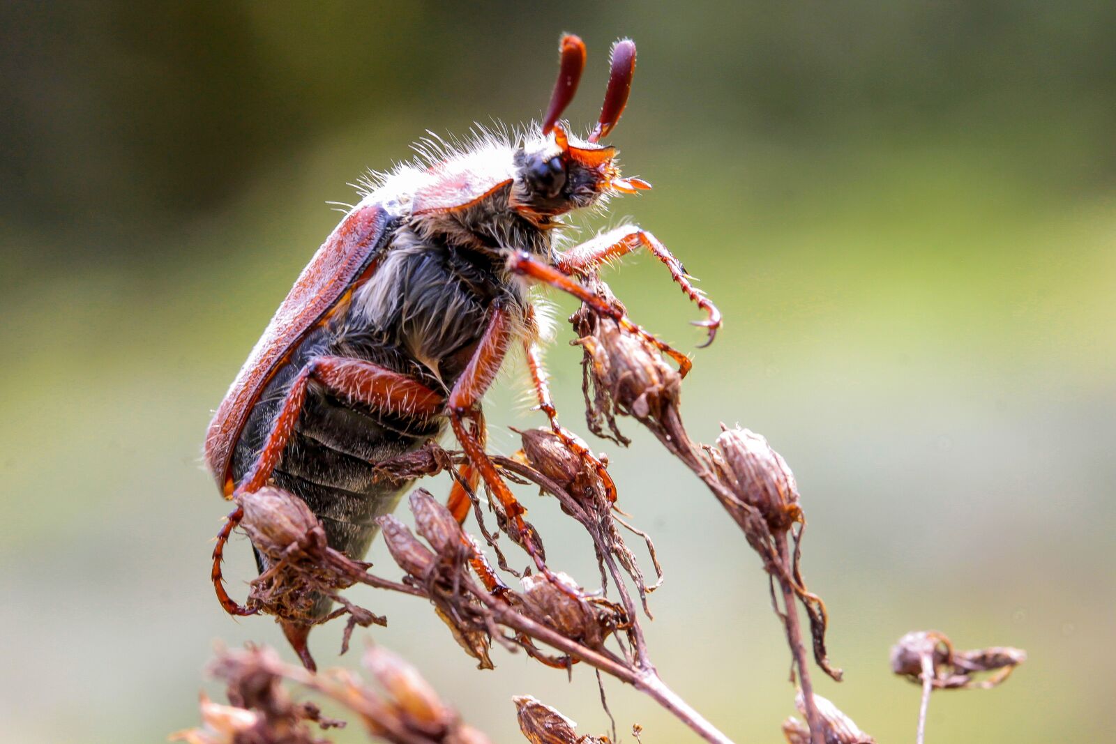 Canon EF-S 60mm F2.8 Macro USM sample photo. May bug, beetle, animal photography