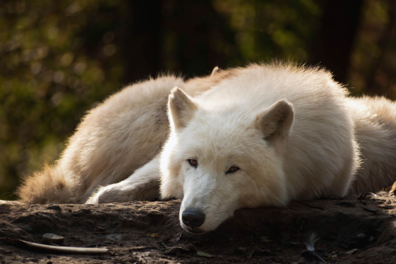 Nikon D5600 sample photo. Wolf, wolves, nature photography