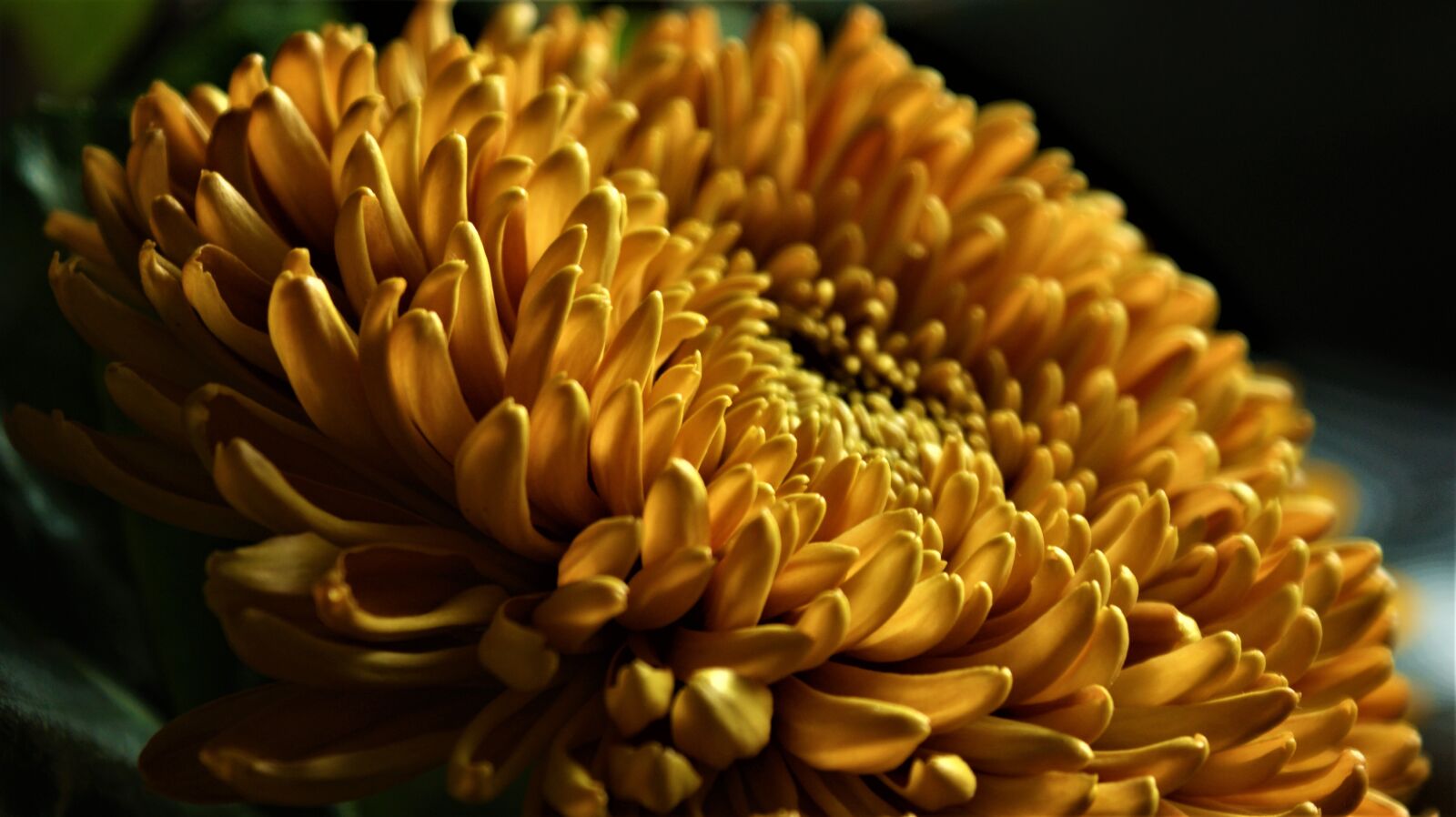 Sony Alpha DSLR-A350 sample photo. Chrysanthemum, gold, lighting photography