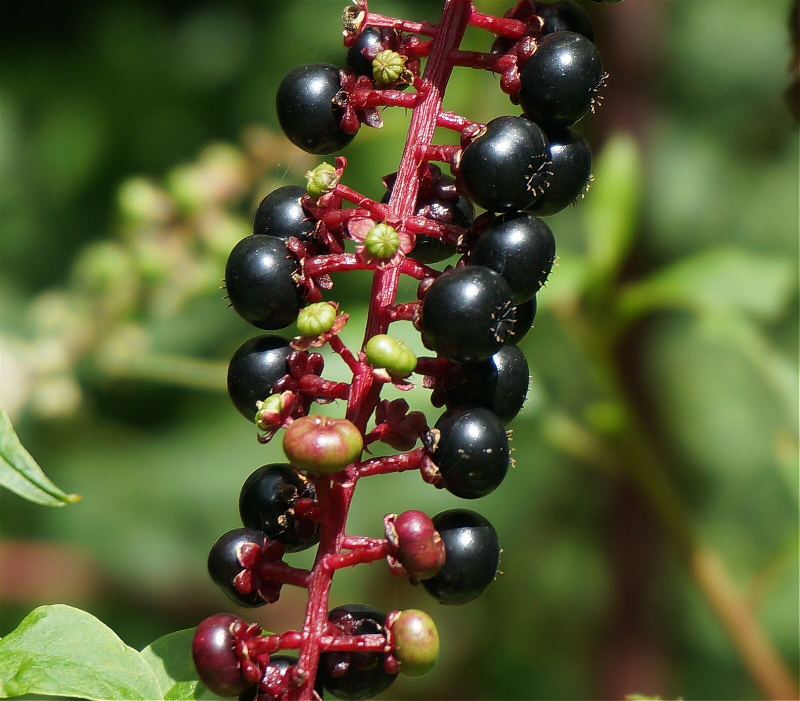 Sony Alpha NEX-5T sample photo. Ripe pokeweed berries, berries photography