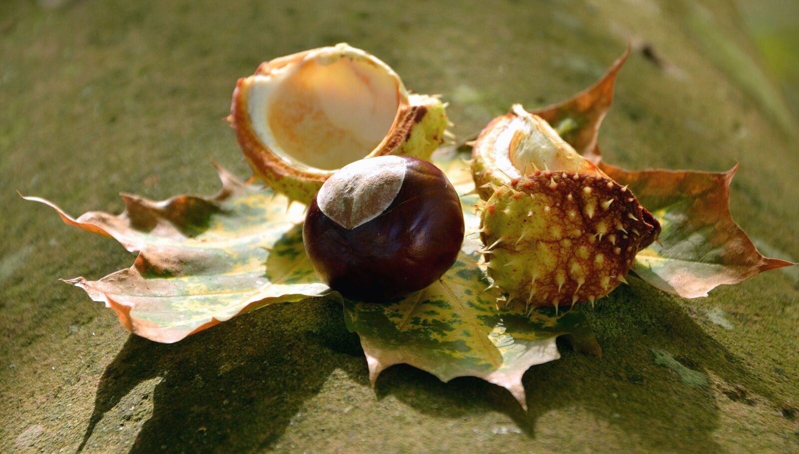 Nikon D5200 sample photo. Shell, chestnut, thorn, tree photography