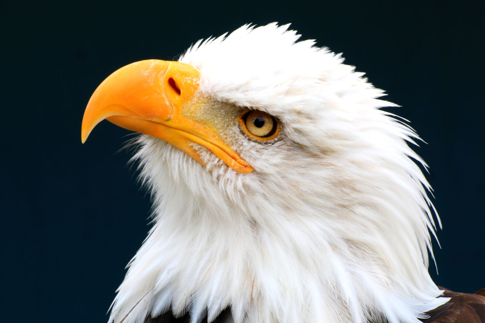 Canon EOS 70D sample photo. White tailed eagle, adler photography