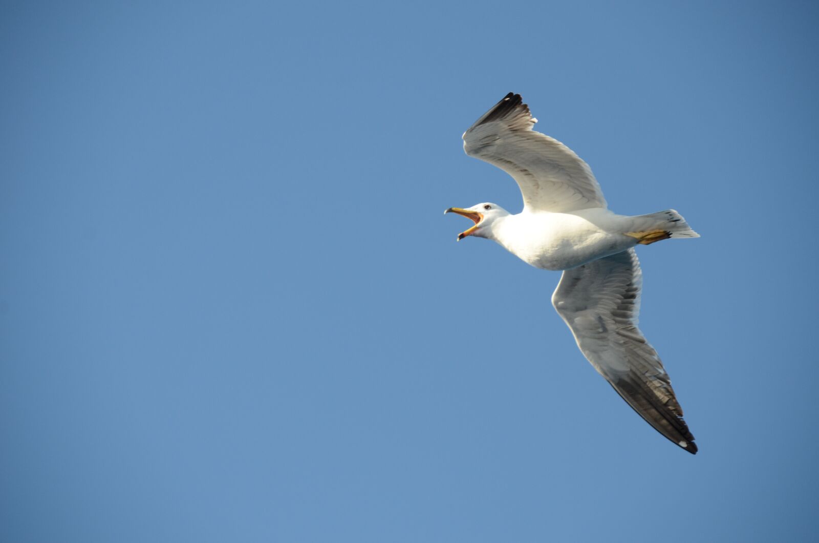 Nikon D7000 sample photo. Seagull, bird, babu photography