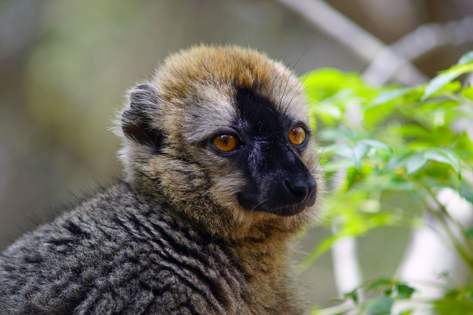 Sony SLT-A68 + Minolta AF 70-210mm F4 Macro sample photo. Lemur, nature, wildlife photography