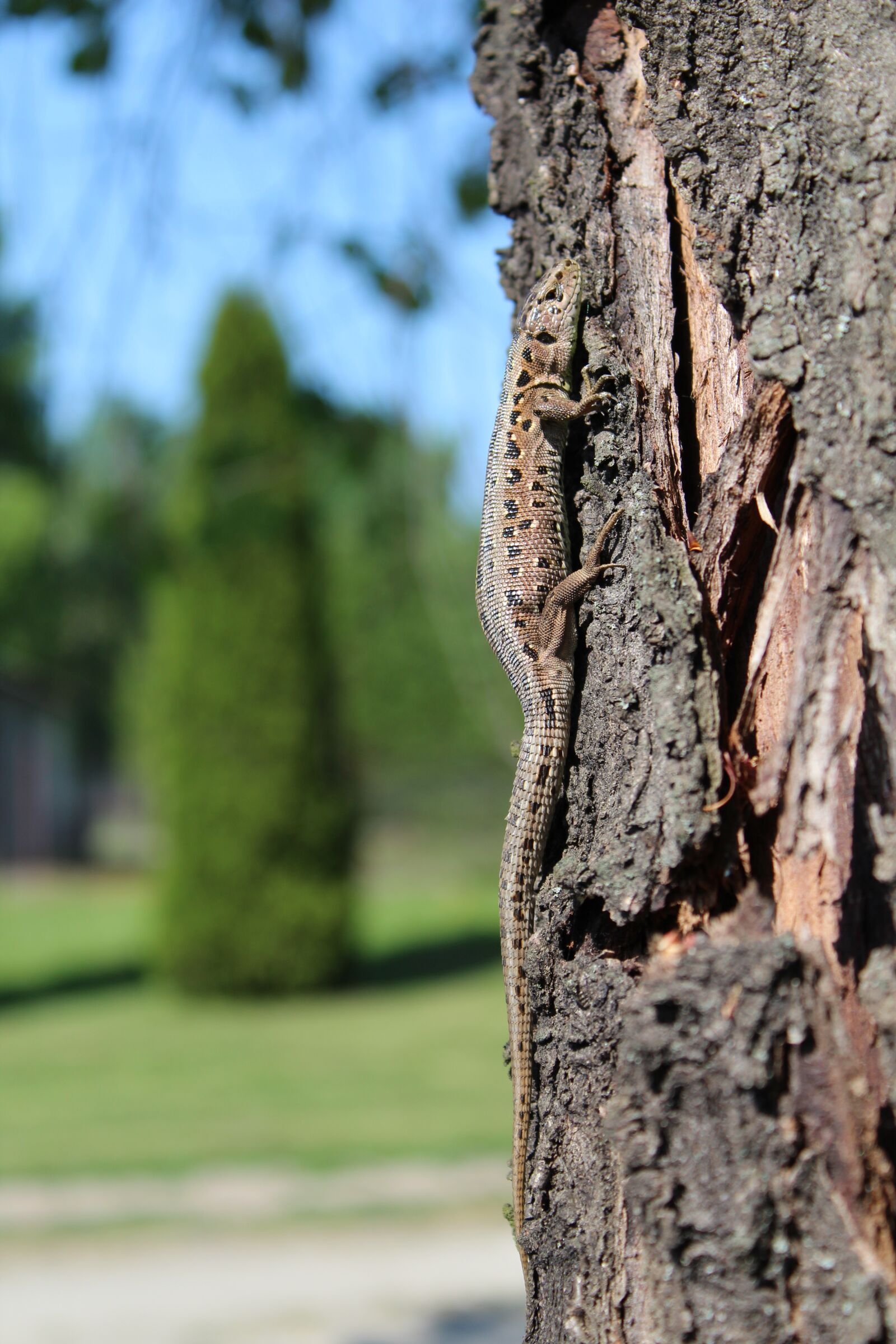 Canon EOS 1300D (EOS Rebel T6 / EOS Kiss X80) sample photo. The lizard, tree, sand photography