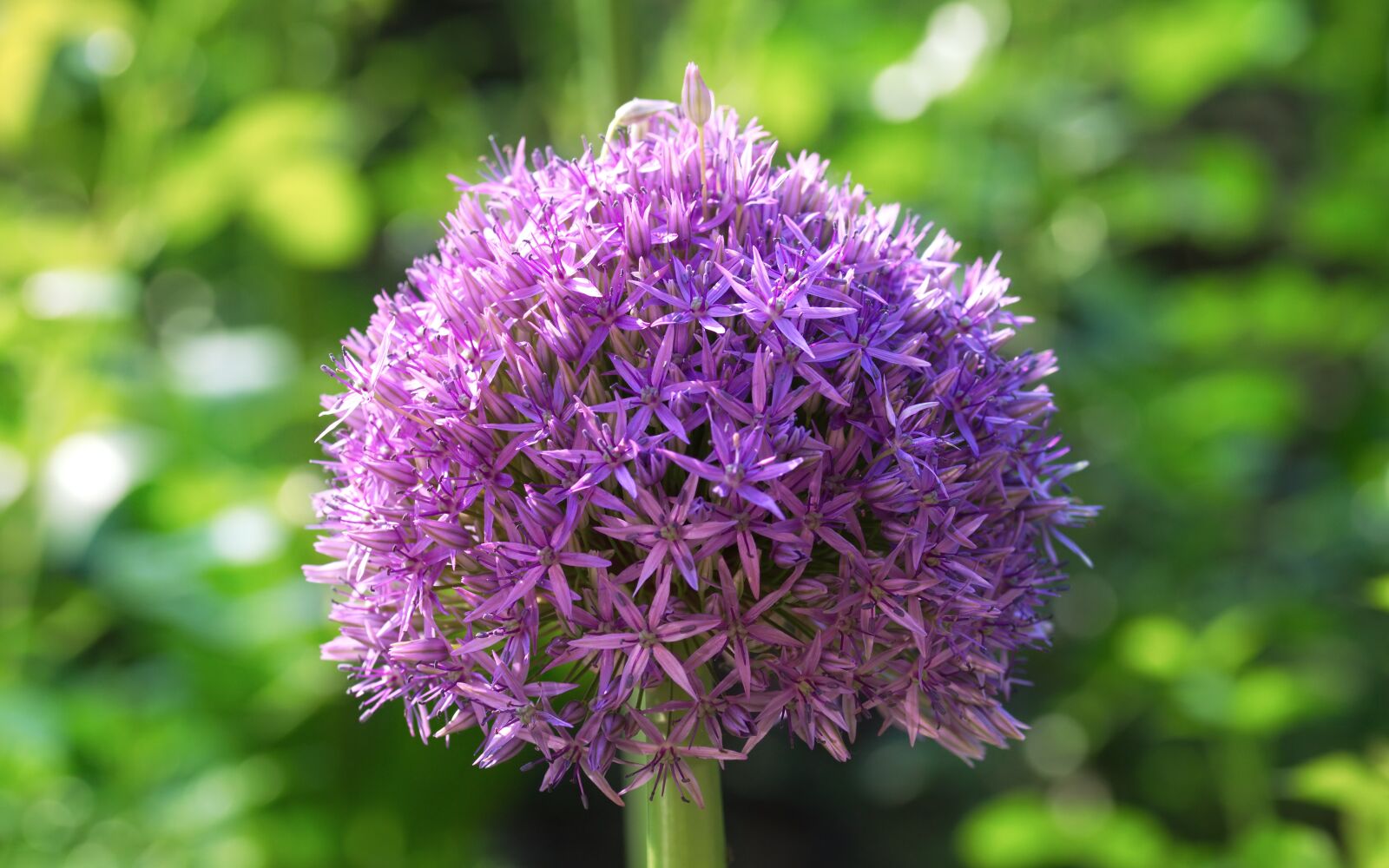 Nikon D5100 sample photo. Flower, violet, mov photography