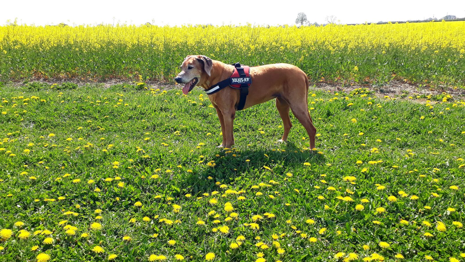 Samsung Galaxy A3(2017) sample photo. Ridgeback, flowers, field photography