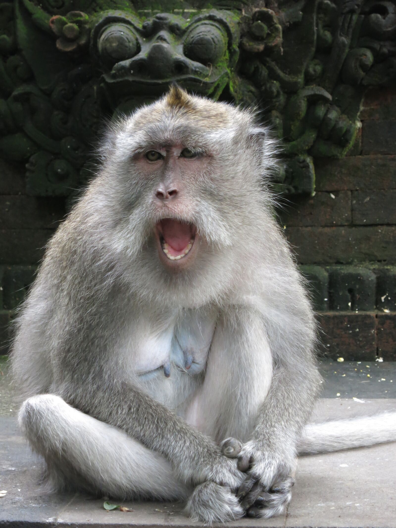 Canon PowerShot S110 sample photo. Monkey, bali, facial expression photography