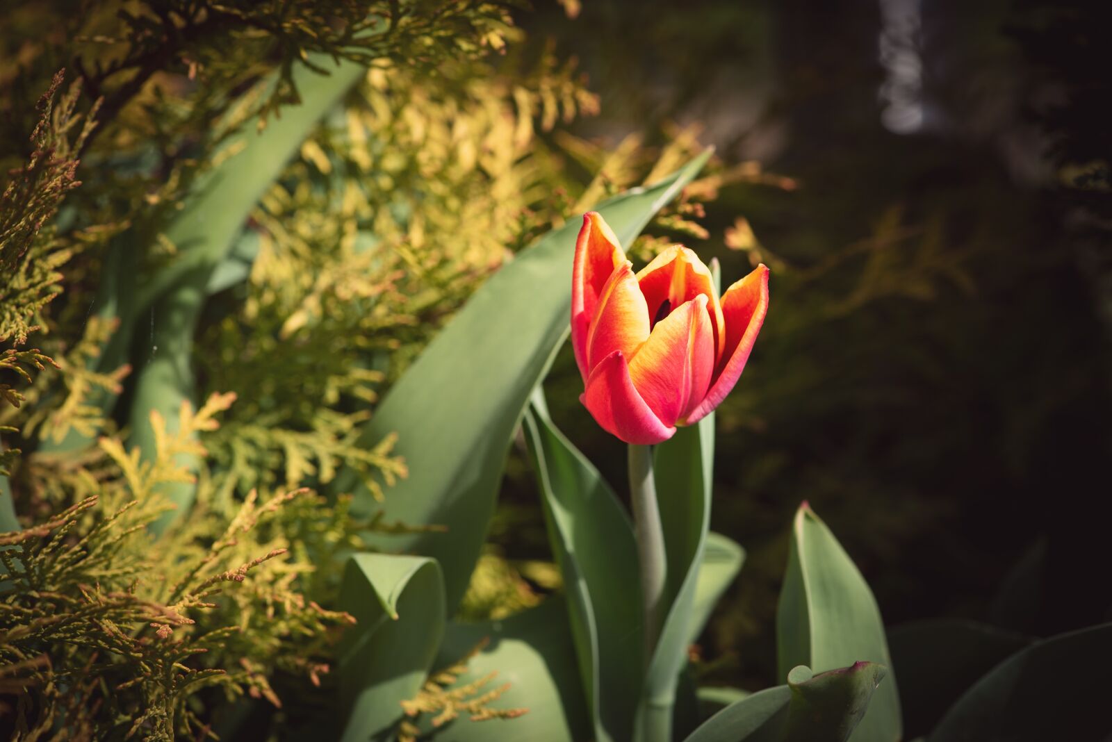 Nikon D750 sample photo. Flower, tulip, garden photography