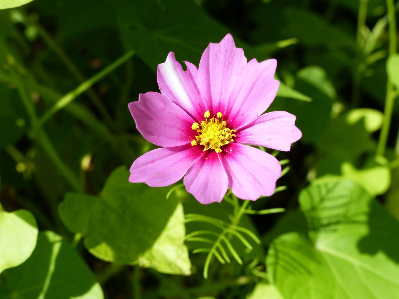 Panasonic Lumix DMC-FZ200 sample photo. Summer flower, blossom, bloom photography
