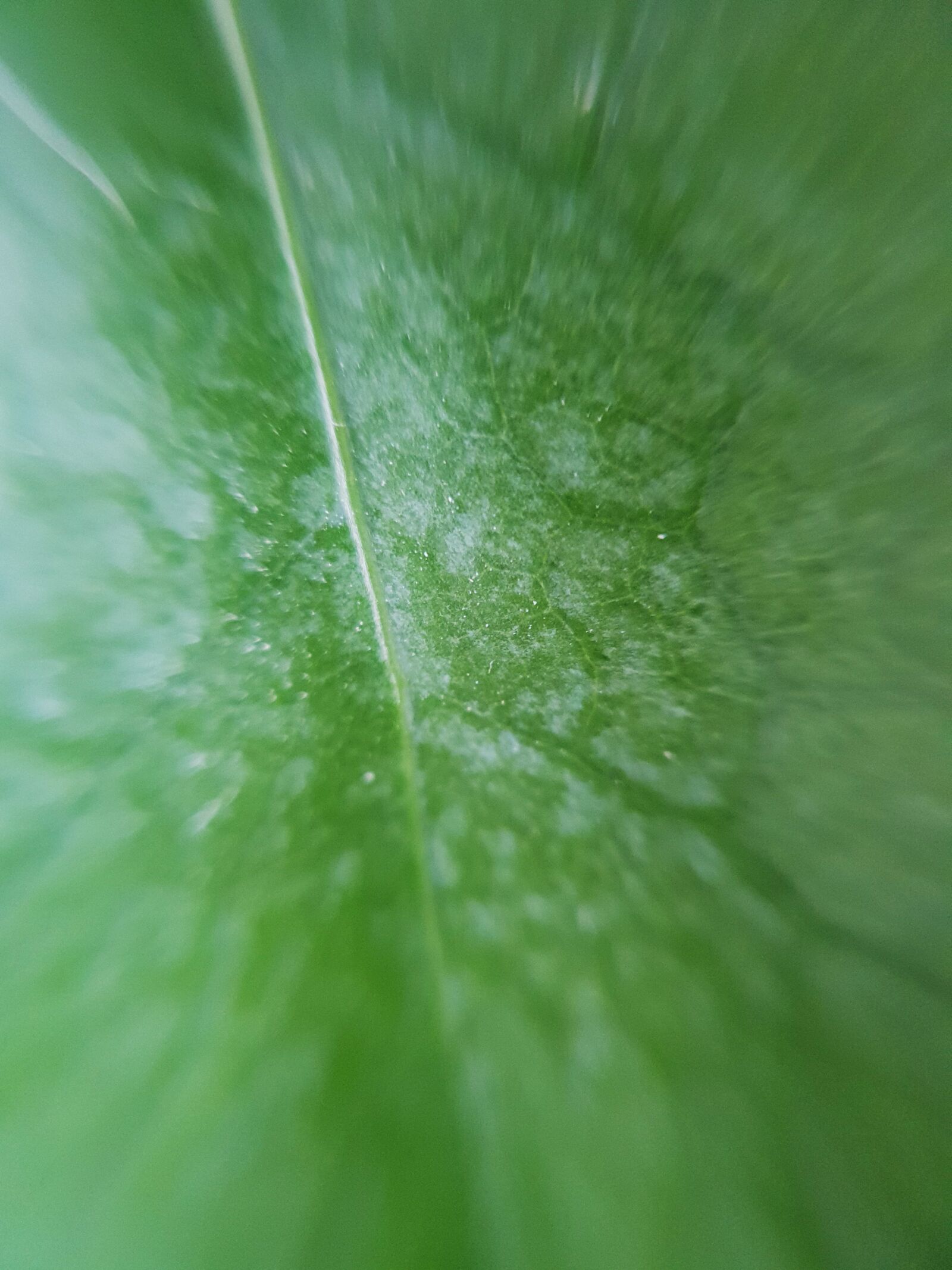 Samsung Galaxy S9 sample photo. Leaf, green, plant photography