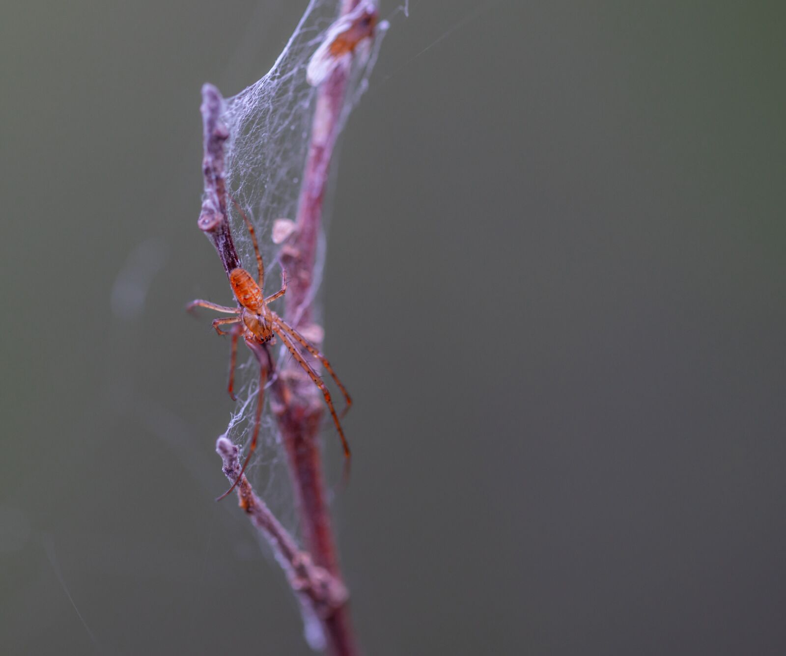 Sony a7R II + Canon EF 100mm F2.8L Macro IS USM sample photo. Spider, spider web, macro photography