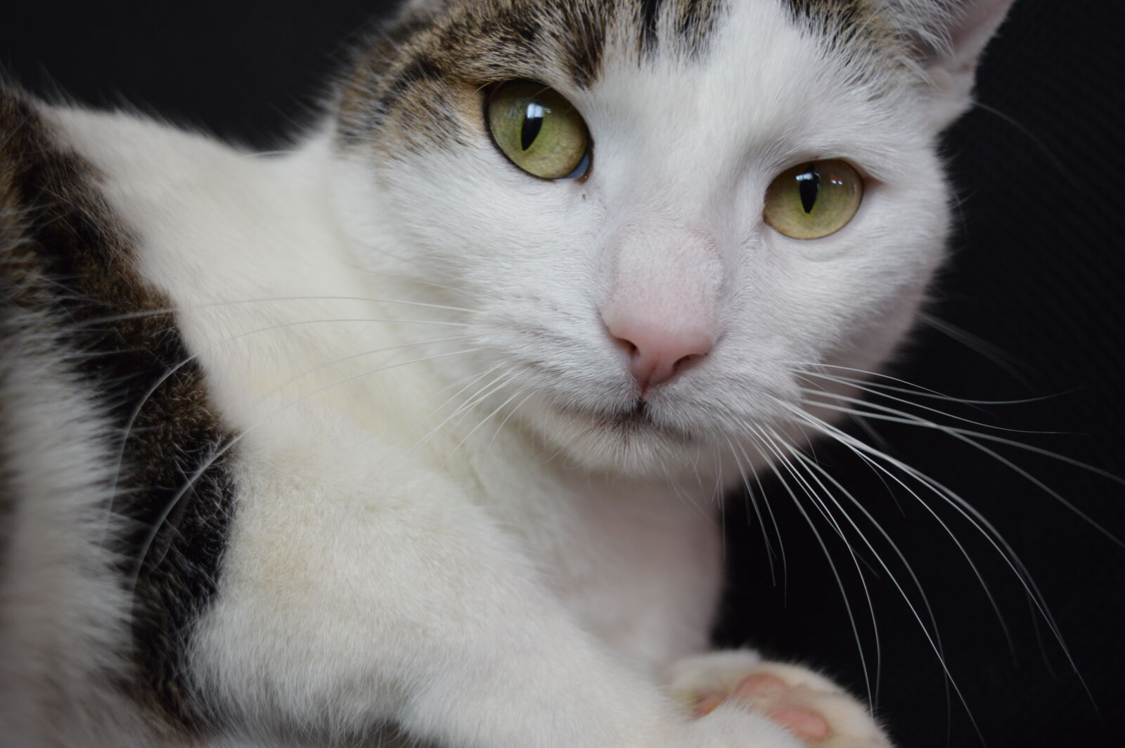 Nikon D3200 sample photo. Katze, minka photography
