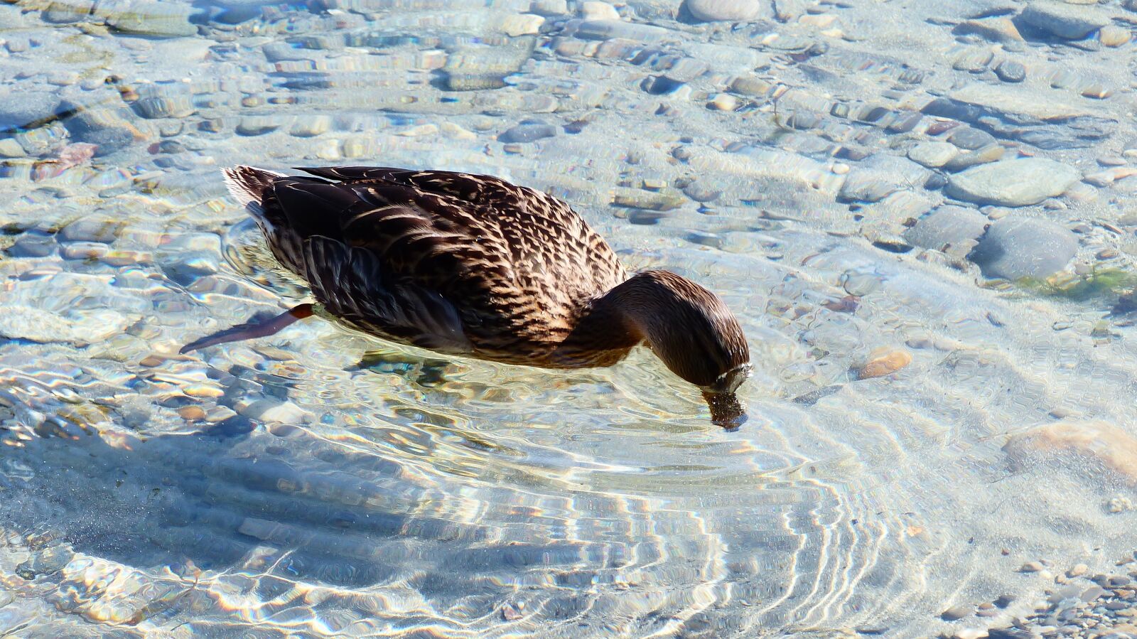 Panasonic Lumix DMC-FZ200 sample photo. Duck, lake, bird photography