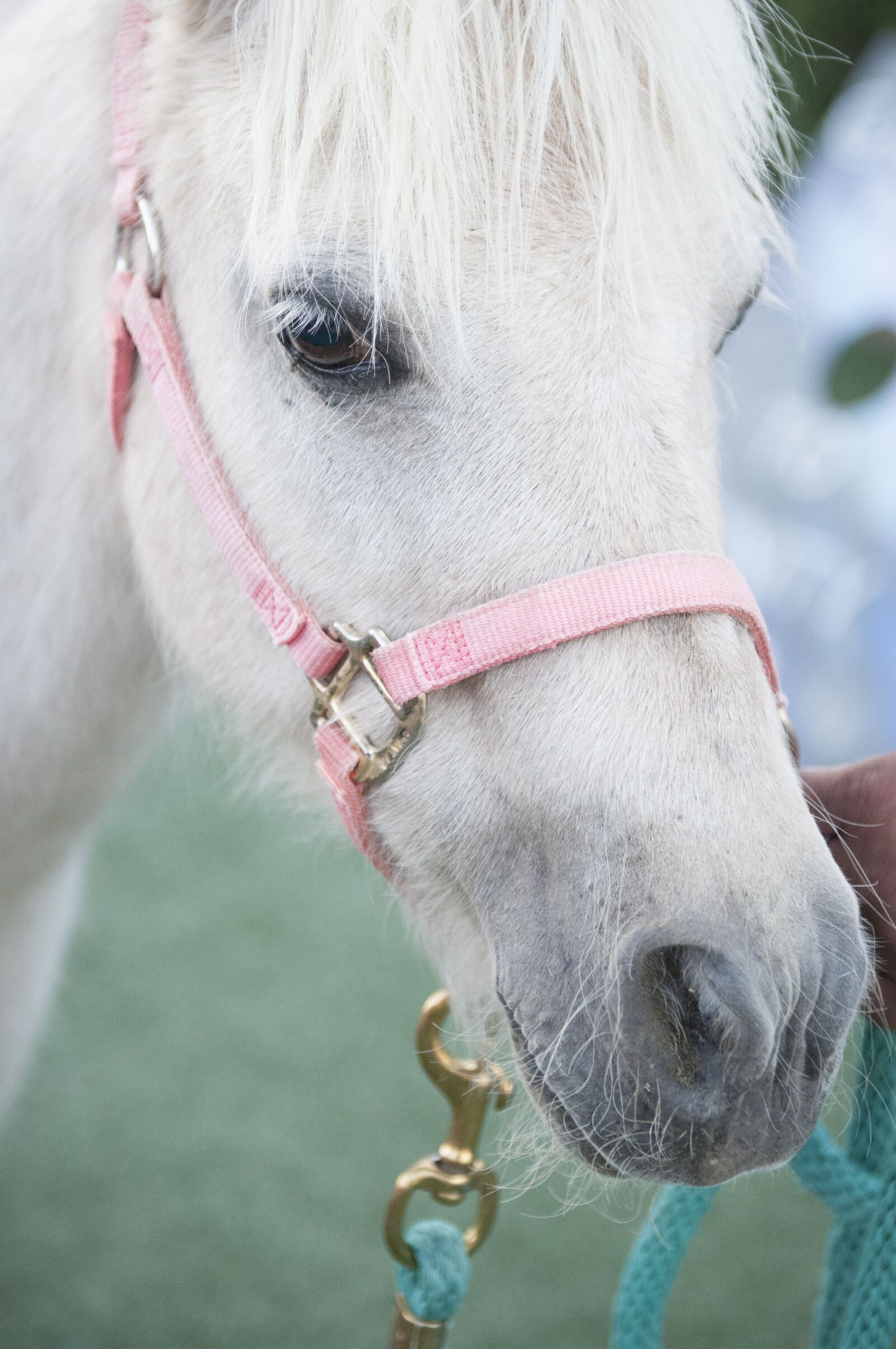 Nikon D300S sample photo. Pony, pony rides, white photography