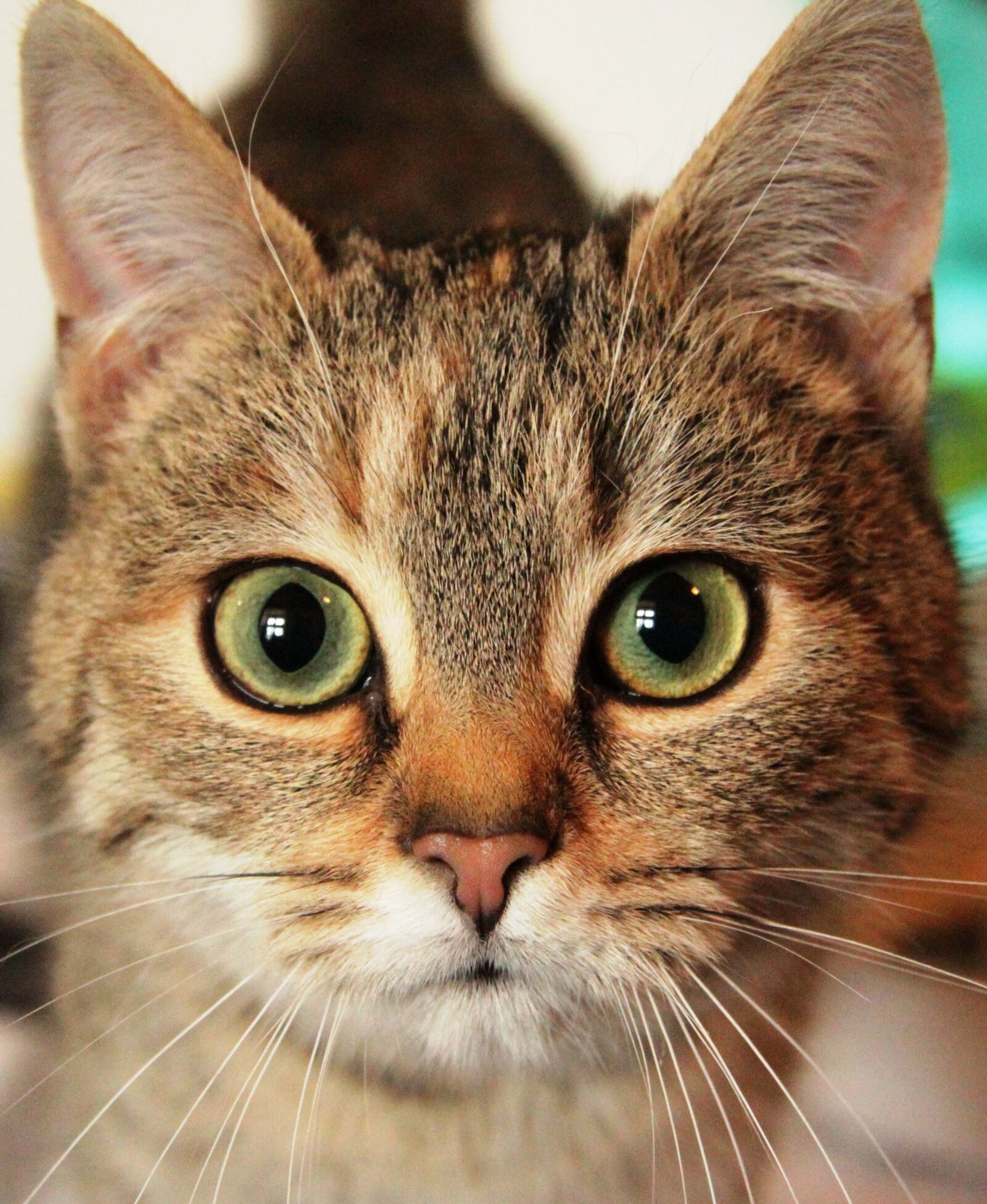 Canon EF-S 17-85mm F4-5.6 IS USM sample photo. Cat, animal eyes, kitten photography