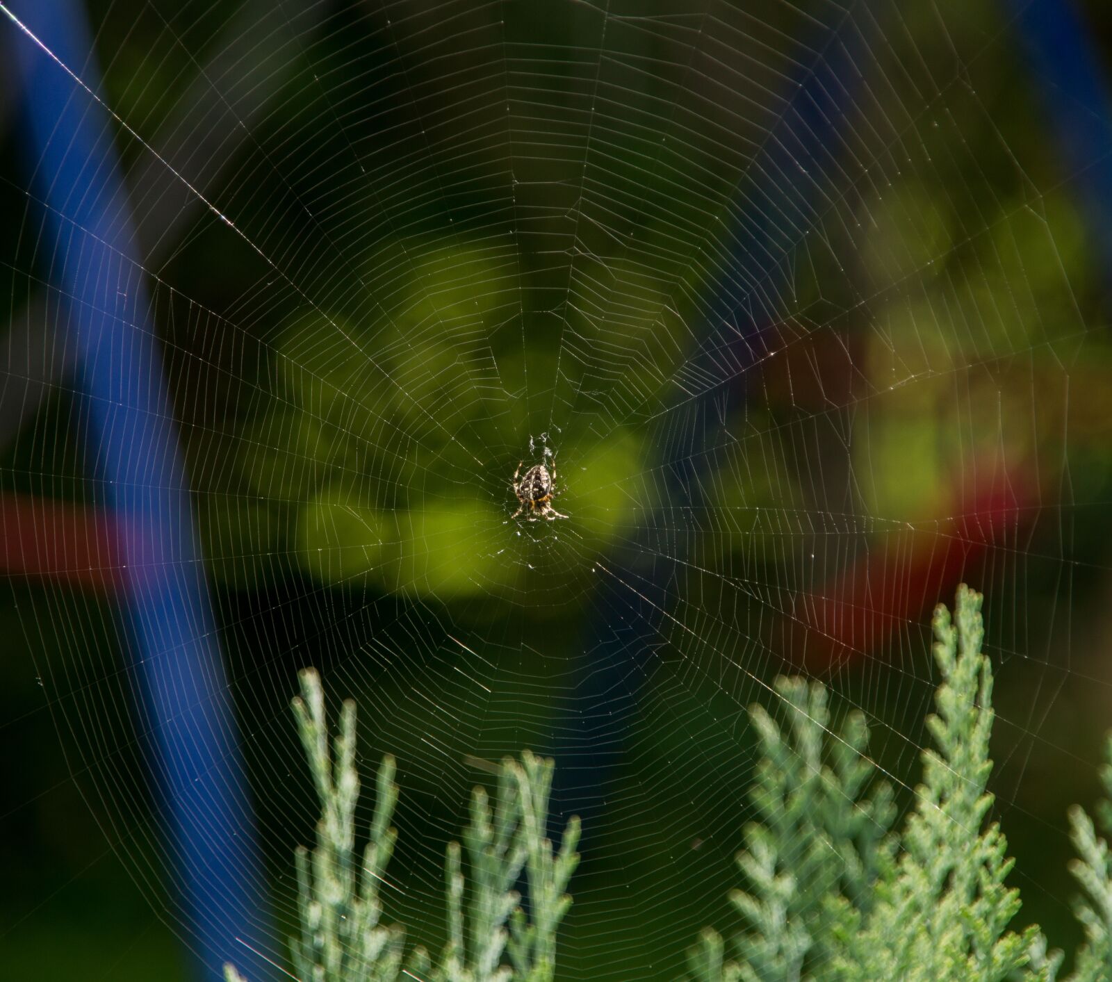 Sony SLT-A57 sample photo. Cobweb, web, weave photography